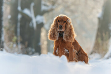 Cocker spaniel angielski na śniegu, portret  © Elżbieta Kaps