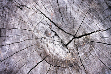 Wood texture Tree abstract background nature organic