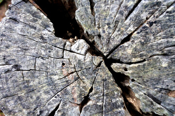 Wood texture Tree abstract background nature organic