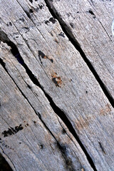 Wood texture Tree abstract background nature organic