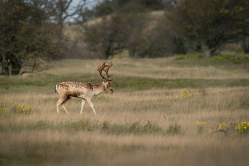 Naklejka na ściany i meble Male Fallow deer (Dama dama) in rutting season in the forest of Amsterdamse Waterleidingduinen in the Netherlands. Forest in the background. Wildlife in autumn. 