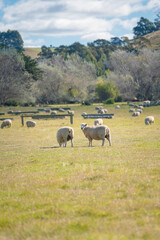 Two sheep in the meadow with the herd in background