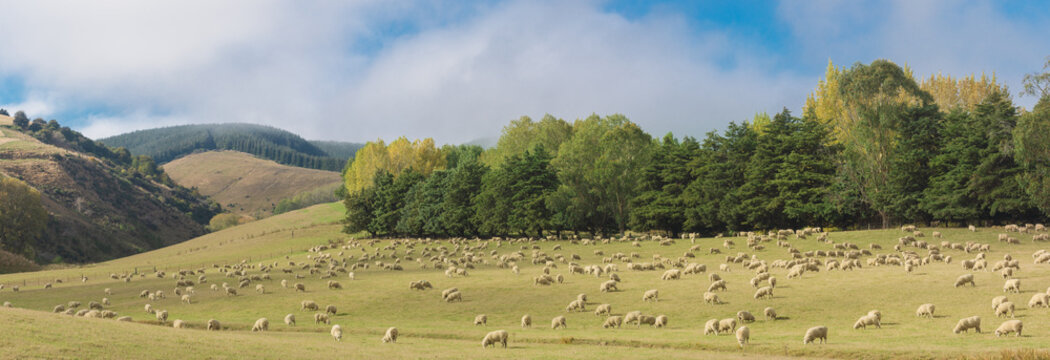 Panorama flock of sheep on the grass field