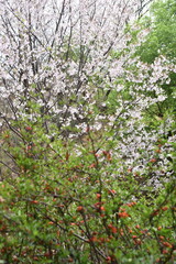 cherry blossoms in spring