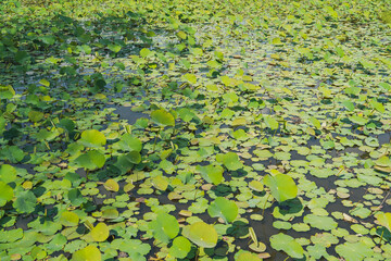 Many green leaves of water lilies in a tropical swamp.