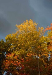 Brilliant oranges and reds in this autumnal scene in the foothills of the Blue Ridge Mountains
