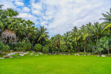 Panoramic beautiful outdoor view of a tropical rainforest in a monsoon climate with unique palm...