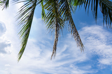 Blue sky with white clouds and coconut leaves in the bright morning, Beautiful tropical background.