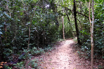 Forest in Park of  Phu Wiang National Park, Khon Kaen , Thailand