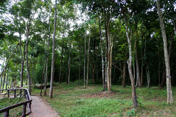  Forest in Park of  Phu Wiang National Park, Khon Kaen , Thailand