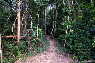  Forest in Park of  Phu Wiang National Park, Khon Kaen , Thailand