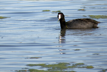 American Coot at the Santa Ana National Wildlife Refuge
