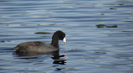 American Coot at the Santa Ana National Wildlife Refuge