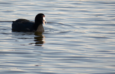 American Coot at the Santa Ana National Wildlife Refuge