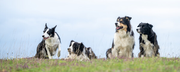 A pack of obedient dogs - Border Collies  in all ages from the young dog to the senior