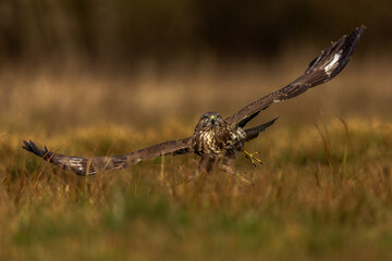 White eagle tail
