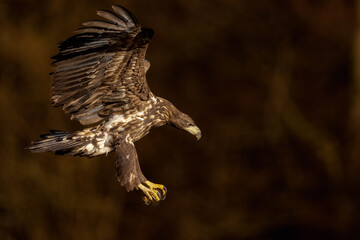 Obraz premium White eagle tail