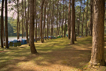 Camping tent at pine tree garden