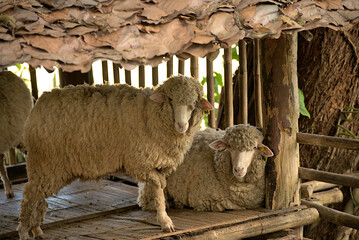 White sheep in the barn, agriculture farm