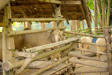 Sheep in the wooden cage