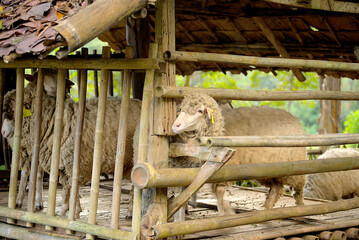A sheep with ear tag 