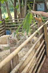 Feeding sheep by grass in a cage