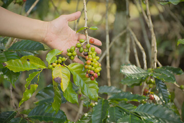 Ripe coffee cherry on the hand