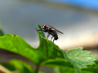 fly on leaf