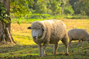 Old sheep in the field