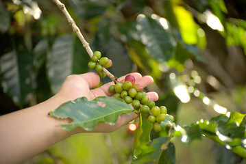 Ripe coffee cherry on the hand