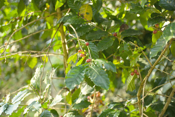 Red cherry coffee on a branch