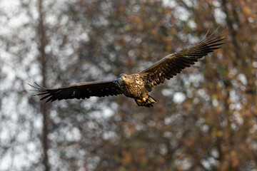 White eagle tail