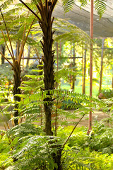 Many fern species in tropical garden