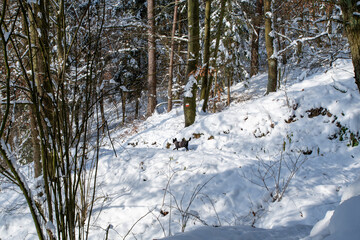 Snowy forest.