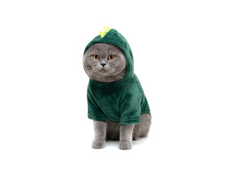 British cat in green dinosaur or dragon costume isolated on white background. Funny fat cat in...