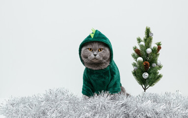 British cat in dragon costume with a Christmas tree and silver tinsel on white background. Chinese New Year 2024 symbol. Copy space.
