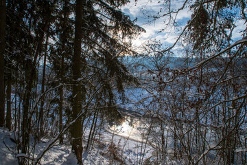 Snowy forest.