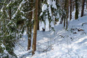 Snowy forest.