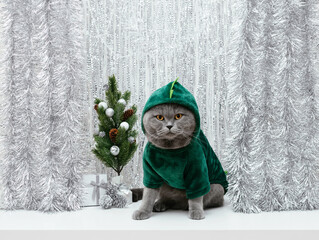 Fat cat in a green hoodie on shiny silver background with Christmas tree. Greeting card with cat in...