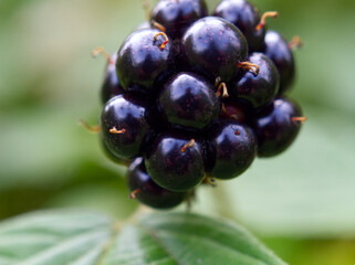 One blackberry fruit shot close-up with a defocused green background