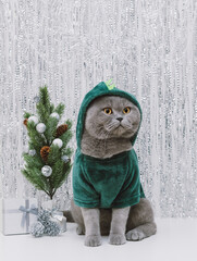British fat cat in dragon costume with Christmas tree on silver festive background. Cat with a...