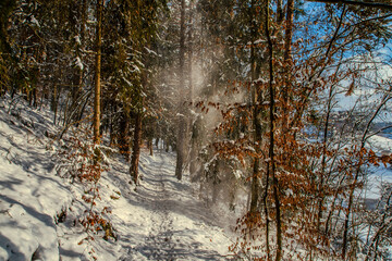 Snowy forest.