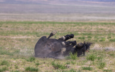 Wild Horse in the Utah Desert in Springtime