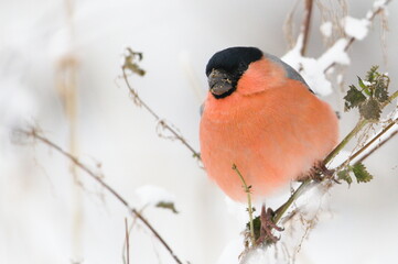 Pyrrhula pyrrhula aka eurasian bullfinch male with dirty beak. Lovely common colorful bird from Czech republic is searching food in snow.