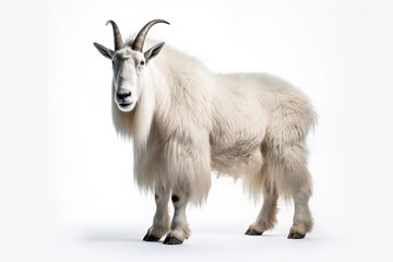 Fototapeta premium Image of a mountain goat isolated on white background. Mammals. Wildlife Animals. Generative AI.