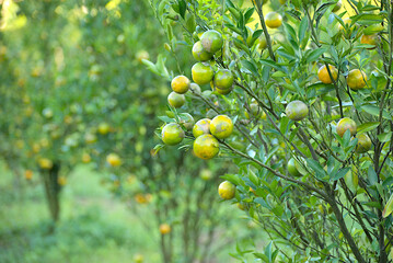 Closed up sweet tangerine fruit.