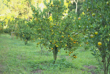 Tangerine farm in tropical climate zone