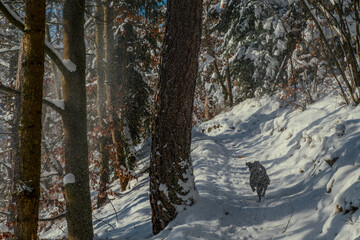 Little dog in the snow covered forest. 
