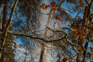 Snow Falling from a Tree on a Clear Winter Day.