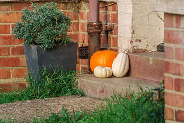 An autumn and Halloween concept of a pumpkin and a gourd on a brick step. The orange and white colors contrast with the rusty pipe and the green plant in the background